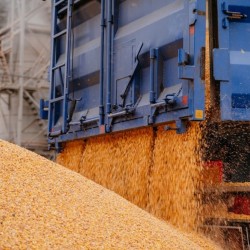 КУПЛЮ КУКУРУДЗУ ПО ВСІЙ УКРАЇНІ 