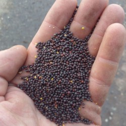 Куплю ріпак з місця або з доставкою Кривий Ріг
