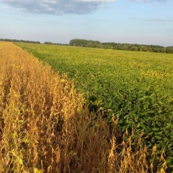 Продам ПОСІВНУ сою  сорти Піонер  група А   Аполо та Ментор