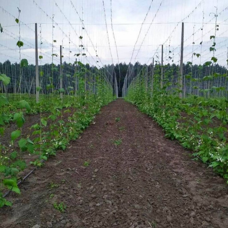 Продамо велику білу квасолю  Ясь королівський 
