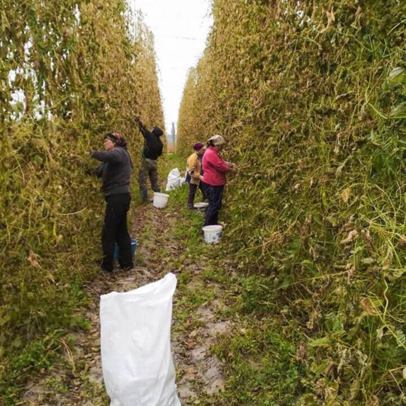 Продамо велику білу квасолю  Ясь королівський 