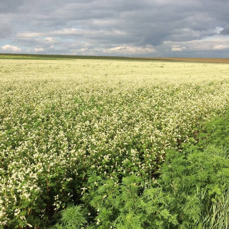 Продам Гречку   Дауріта   Канада Озимий матеріал 