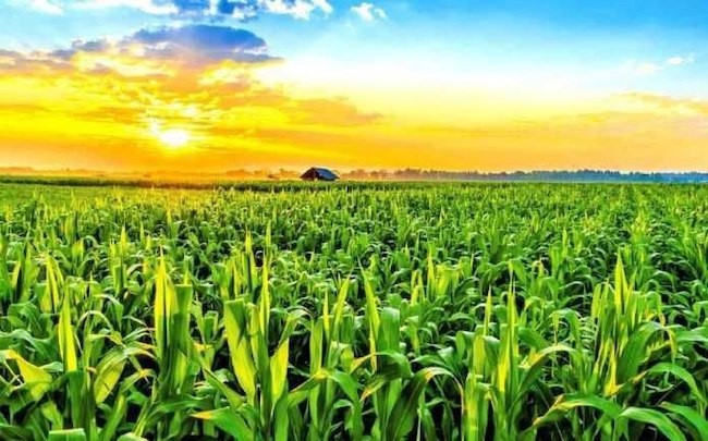Приймаємо кукурудзу в Чорноморську 