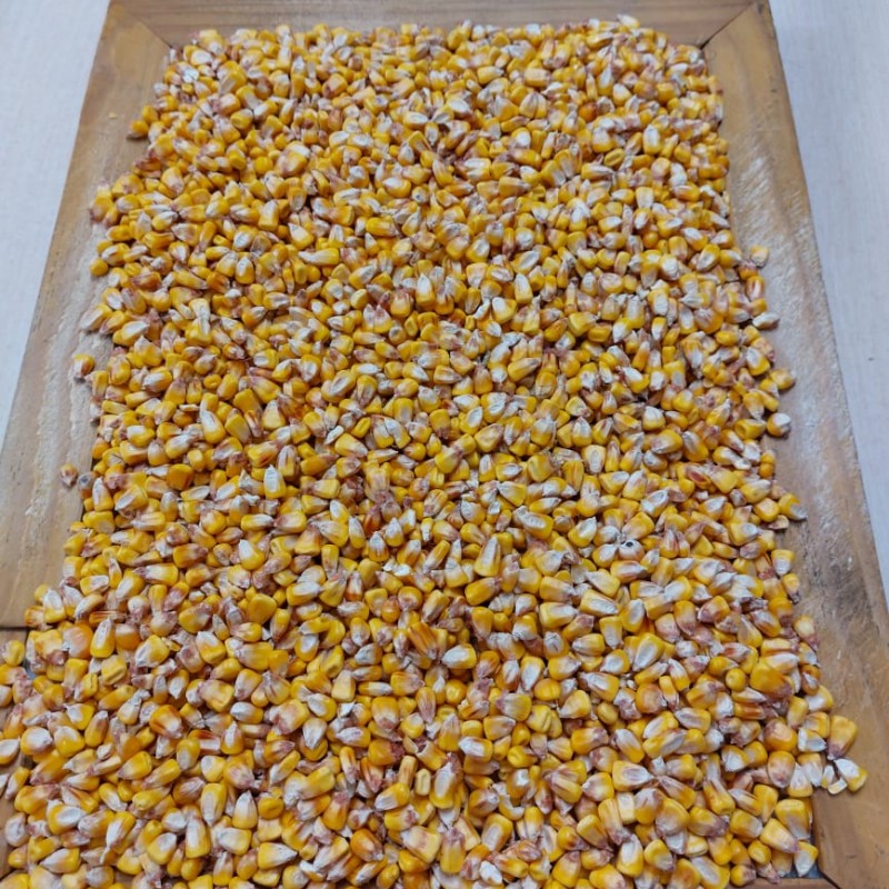 Продам кукурудзу  кукурудза фураж 3 клас