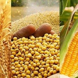Закуповуємо кукурудзу  пшеницю  сою  соняшник