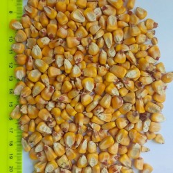 Продам кукурудзу фуражну 