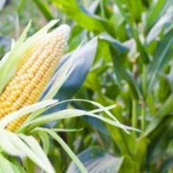 Закупівля кукурудзи на Ізмаїл по всій Україні 