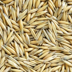 Продам ПОСІВНИЙ овес сорти Парламентський та Світанок С-1