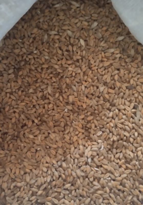Продам пшеницю фуражна 