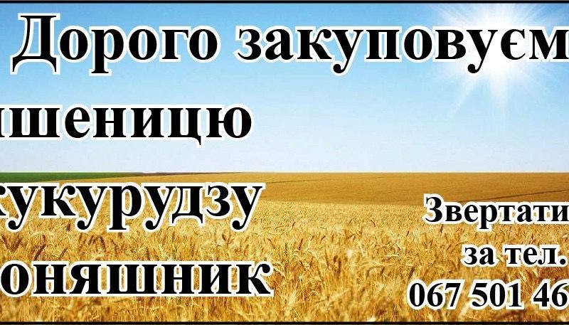 Дорого закуповуємо пшеницю  кукурудзу  соняшник