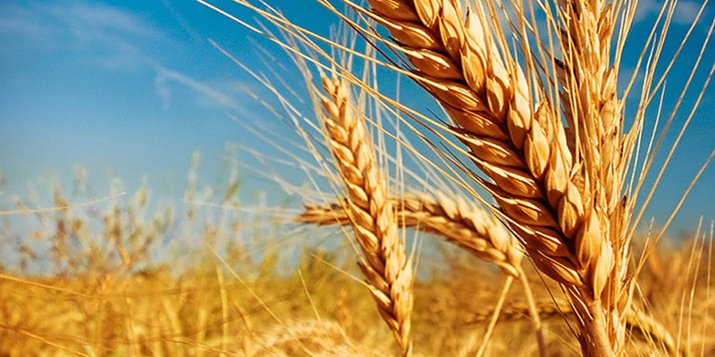 Продам пшеницу твердых сортов