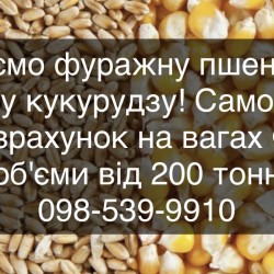 Закуповуємо базову фуражну пшеницю і базову кукурудзу 
