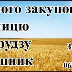 Дорого закуповуємо пшеницю  кукурудзу  соняшник