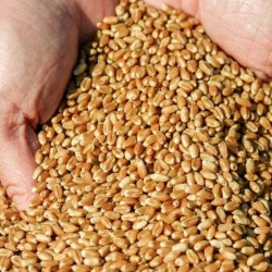 Продам ТОВАРНУ пшеницю 2 та 3 клас з пдв