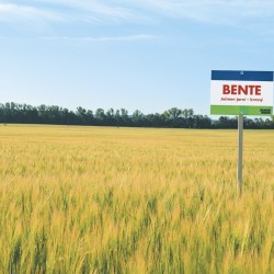 Продам насіння ярого ячменю Бенте  Заатен Уніон 