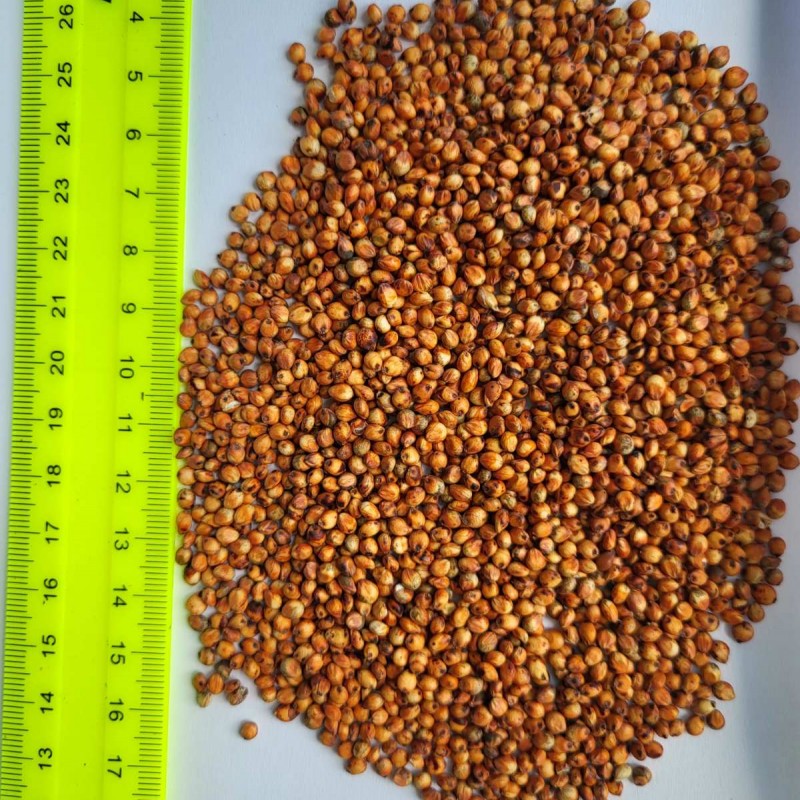 Продам сорго красное
