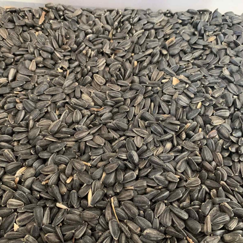 Продам соняшник  продаж соняшника  насіння соняшника