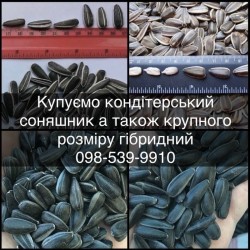 Купуємо кондитерський соняшник а також КРУПНОГО розміру гібридний  По всім регіонам і на постійній основі  Самовивіз Розрахунок на вагах будь яка форма 0985399910