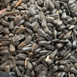 Продам соняшник  продаж соняшника  насіння соняшника