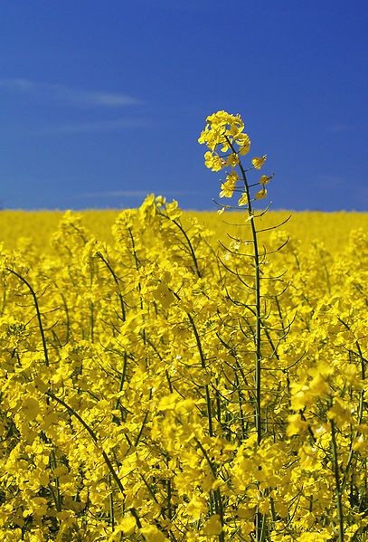 Продам ріпак озимний  самовивіз  оплата безготівкова з пдв  Волинська обл  