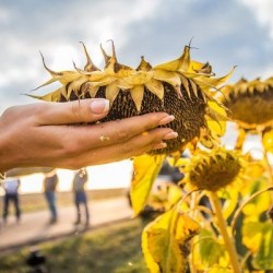 Продам оптом подсолнечник  рапс