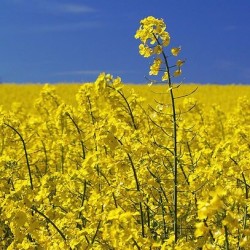 Продам ріпак озимний  самовивіз  оплата безготівкова з пдв  Волинська обл  