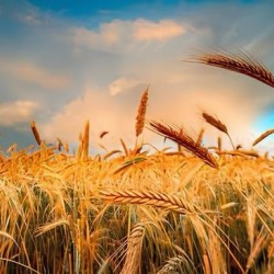 Куплю ріпак  сонях
