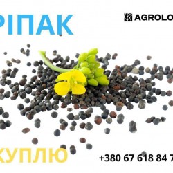 Куплю РІПАК  22300 грн  Закарпатська обл 