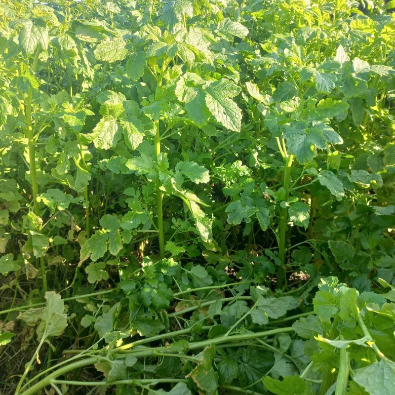 Продам гірчицю жовту  на посів та сидерат