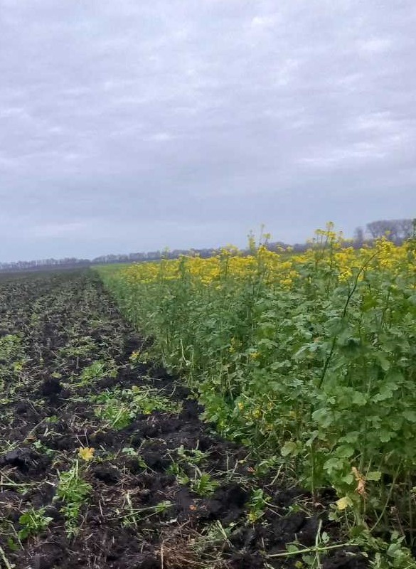 Продам гірчицю жовту  на посів та сидерат
