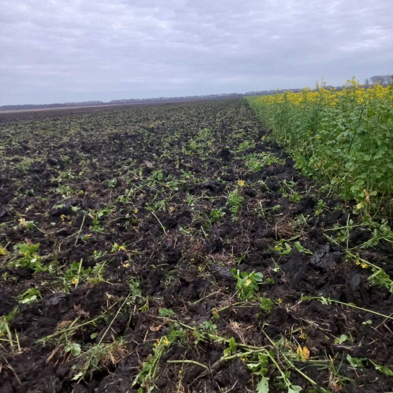 Продам гірчицю жовту  на посів та сидерат