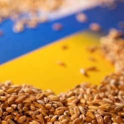 Куплю Насіння соняшнику  кукуруза  пшениця  соя  ріпак  коріандр  льон  горох  шрот соняшниковий  шрот соєвий  нут  олія соняшникова  просо  сорго