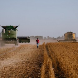 Куплю зернові та олійні культури