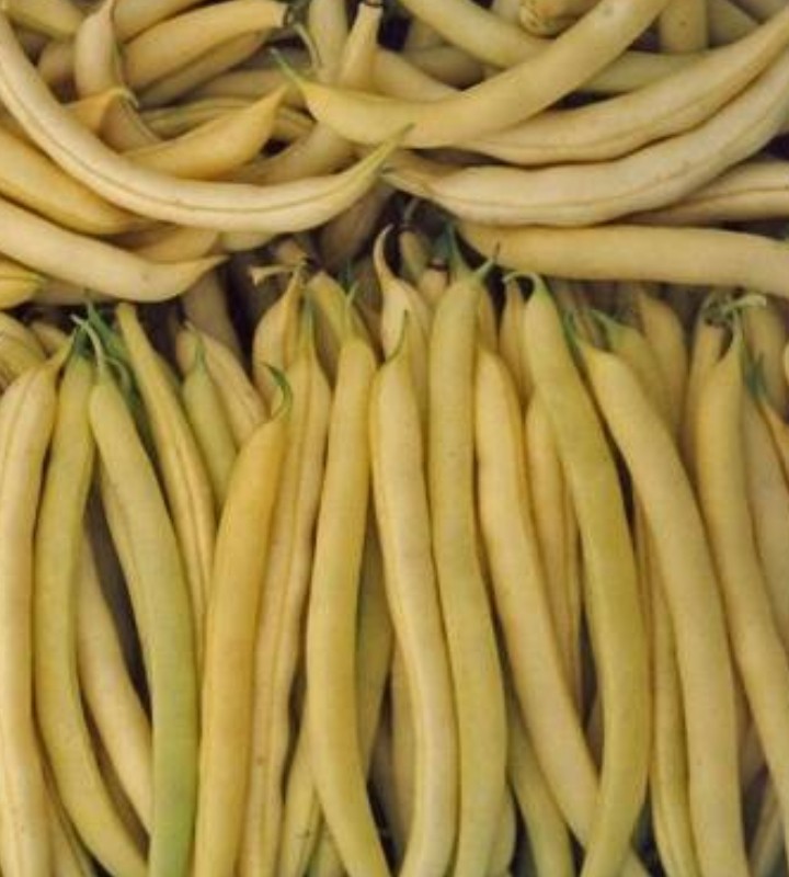 Продам квасолю Мавка біла кущова