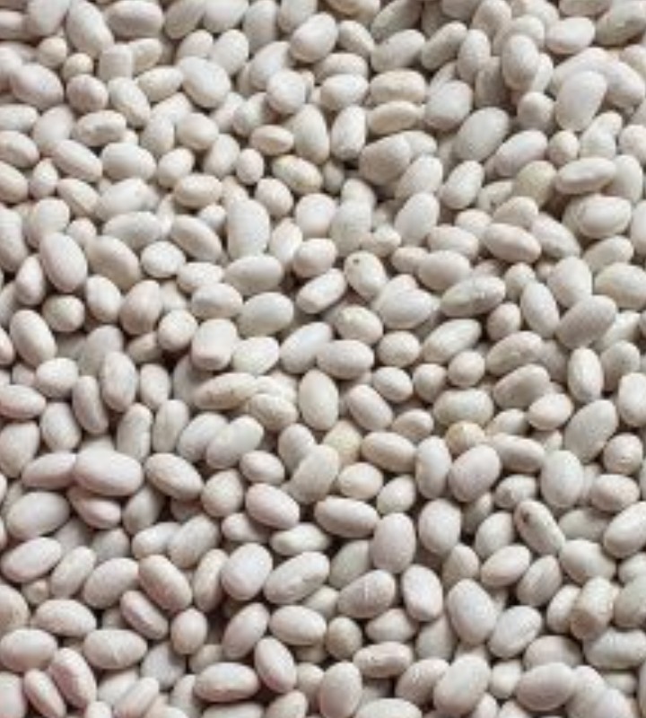 Продам квасолю Мавка біла кущова