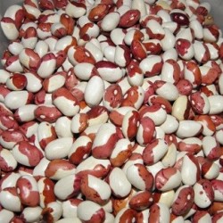 Квасоля продам  Купити квасолю