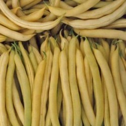 Продам квасолю Мавка біла кущова