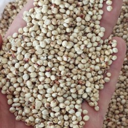 Куплю агропродукцію гуртом олійну та зернову  Львівська обл 