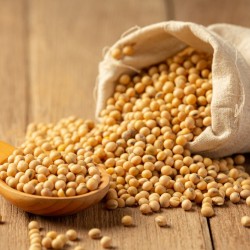 Грутом куплю всю зернову та олійну продукцію  Львівська обл 