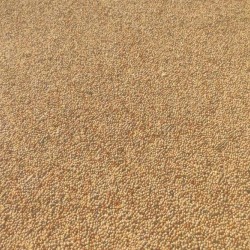 Куплю всю олійну та зернову продукцію  Львівська обл 