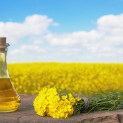 Євро-комерс закупляє гуртом всю олійну та зернову продукцію  Львівська обл 